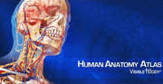 Human Anatomy Atlas
